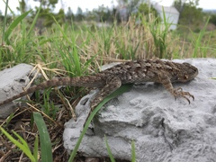 Sceloporus spinosus