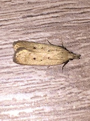 Nothris verbascella