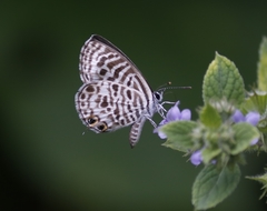 Leptotes plinius