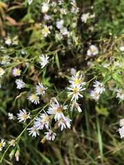 Symphyotrichum lanceolatum lanceolatum