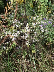Symphyotrichum lanceolatum lanceolatum