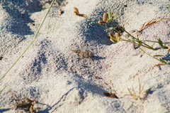 Heliastus sumichrasti