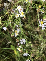 Symphyotrichum lanceolatum lanceolatum