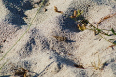 Heliastus sumichrasti