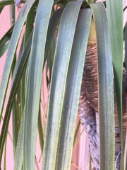 Cycas revoluta