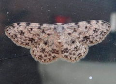 Scopula plantagenaria