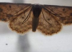 Scopula plantagenaria