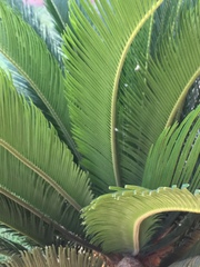Cycas revoluta