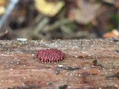 Arcyria stipata