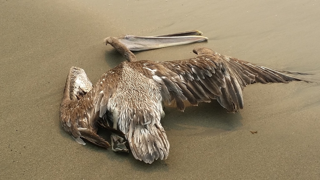 Brown Pelican from Bodega Bay, CA 94923, USA on October 01, 2020 at 01: ...