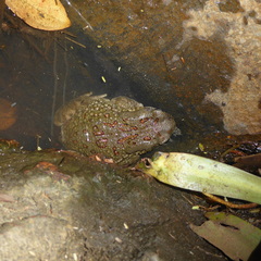 Sclerophrys poweri