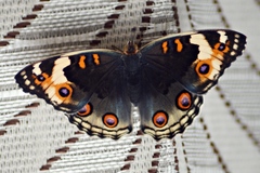 Junonia orithya wallacei