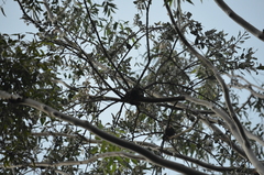 Psittacanthus dichrous