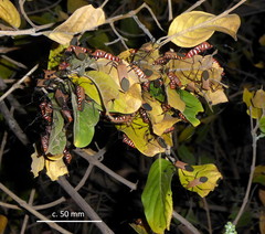 Galaesus hasticornis