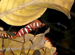 Galaesus hasticornis