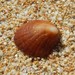 Cone-shaped Hoof Shell - Photo (c) davidsando, some rights reserved (CC BY-NC), uploaded by davidsando