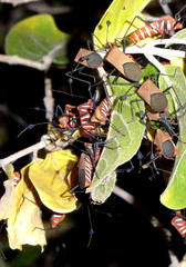 Galaesus hasticornis