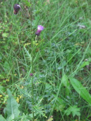Cirsium pendulum