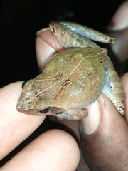 Phrynobatrachus auritus