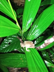 Phrynobatrachus auritus