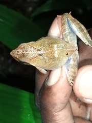 Phrynobatrachus auritus