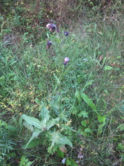 Cirsium pendulum