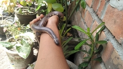 Cylindrophis ruffus