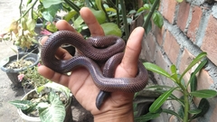Cylindrophis ruffus