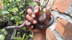 Cylindrophis ruffus