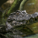 Dwarf Caimans - Photo (c) Brian Gratwicke, some rights reserved (CC BY-NC)