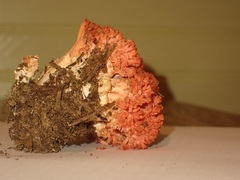 Ramaria stuntzii