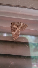 Hydriomena furcata
