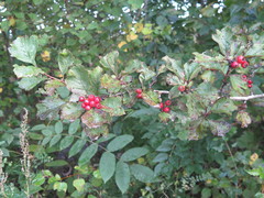 Crataegus maximowiczii