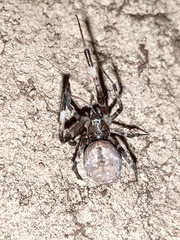 Araneomorphae