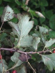 Crataegus maximowiczii