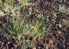 Allium vodopjanovae