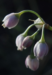 Allium vodopjanovae