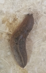 Laevicaulis stuhlmanni aegypti