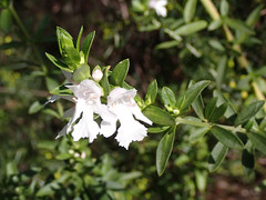 Prostanthera behriana