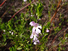 Prostanthera behriana