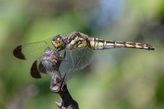 Sympetrum baccha matutinum