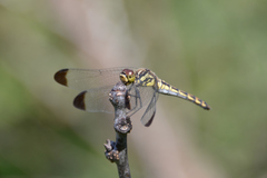 Sympetrum baccha matutinum