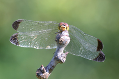 Sympetrum baccha matutinum