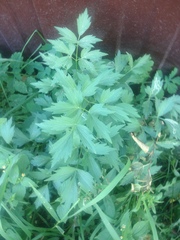 Levisticum officinale