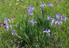 Iris lactea biglumis