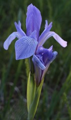 Iris lactea biglumis