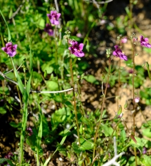 Diascia parviflora