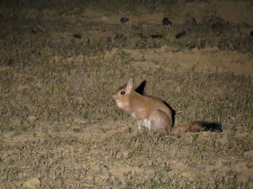 トビウサギ