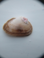 Striarca lactea