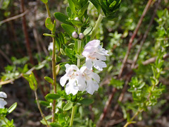 Prostanthera behriana